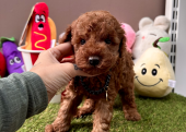 Toy poodle red brown Kore mini yavrularımız